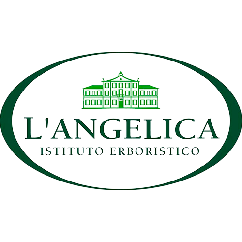 L' ANGELICA